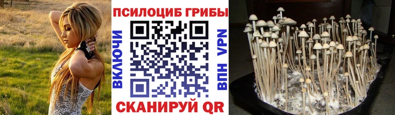 Галлюциногенные грибы Psilocybe  Щучье 